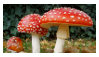 169 mushrooms STAMP