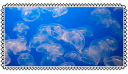 -jellyfish STAMP