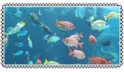 fish STAMP
