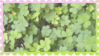 clover STAMP 2